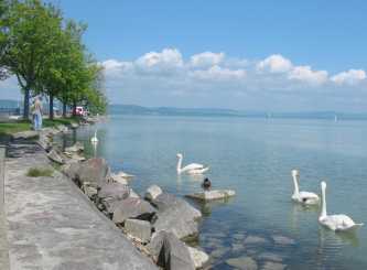 Schw�ne beim Yachthafen