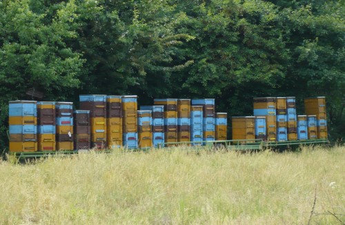 Unsere Bienenst�cke